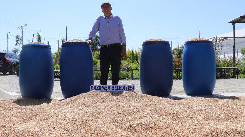 BELEDİYEDEN KARAKILÇIK HASADI
