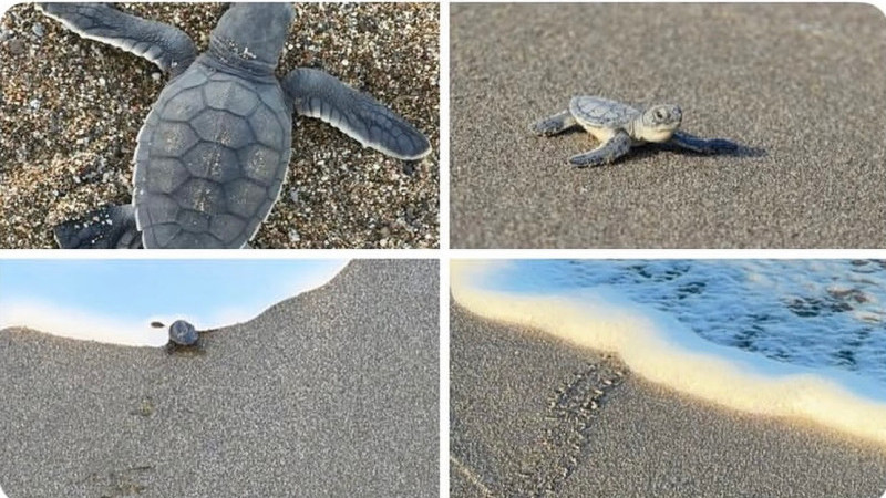 Korkutata'dan Caretta Caretta Çağrısı