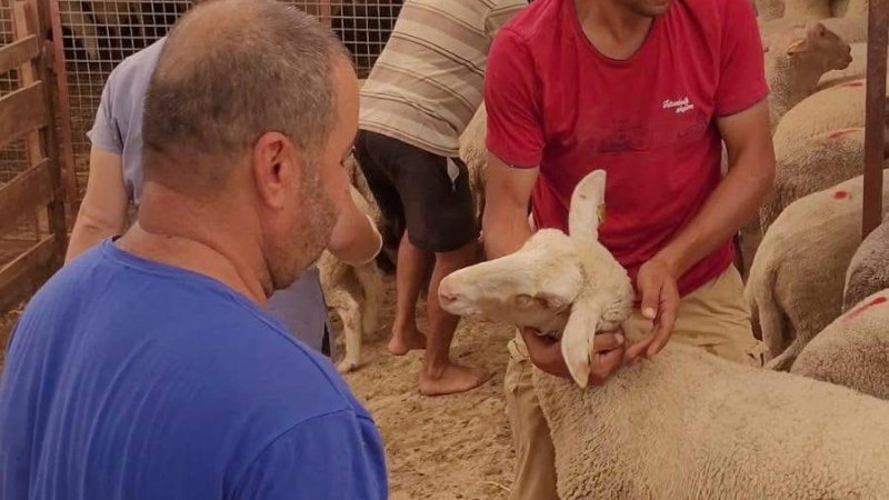 Hayvan sağlığı için seferberlik