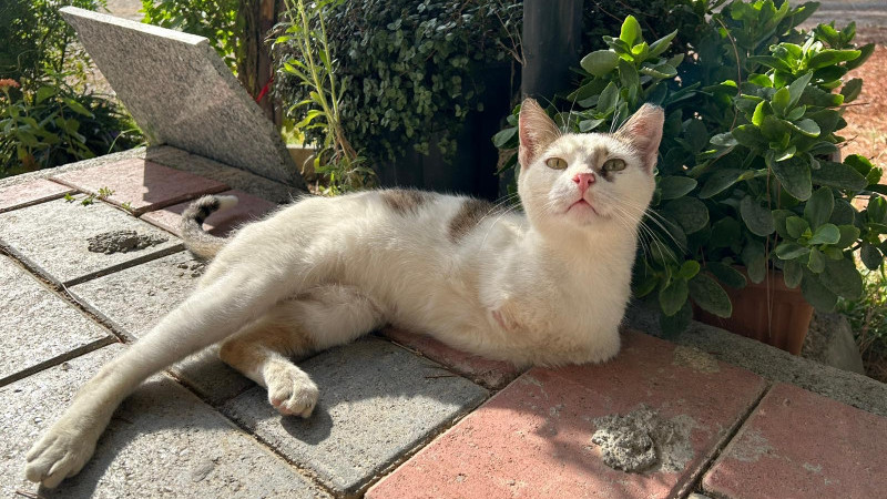 GAZİPAŞA BELEDİYESİ UMUT’A HAYAT OLDU